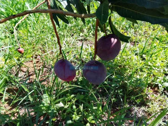 fazenda-venda-itatiaiucu-mg-1075450