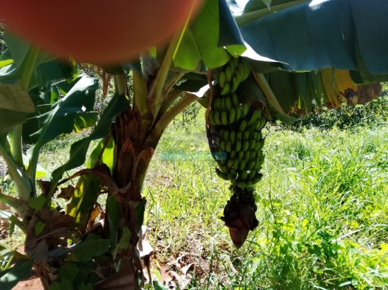 fazenda-venda-itatiaiucu-mg-1075451